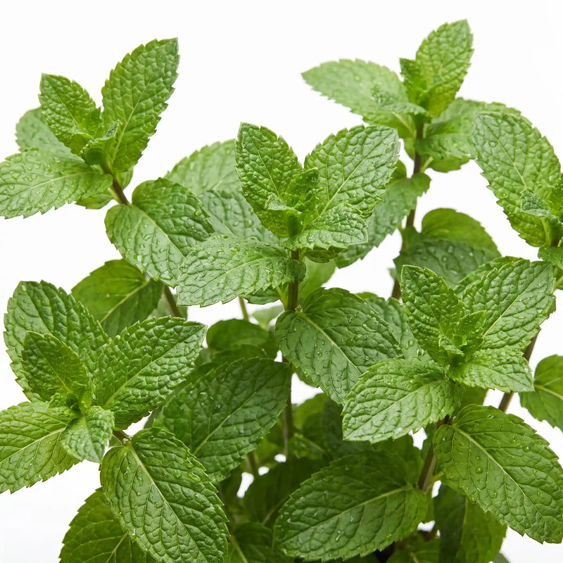 Peppermint